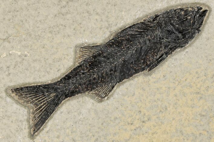 Uncommon Fish Fossil (Mioplosus) - Wyoming #203204